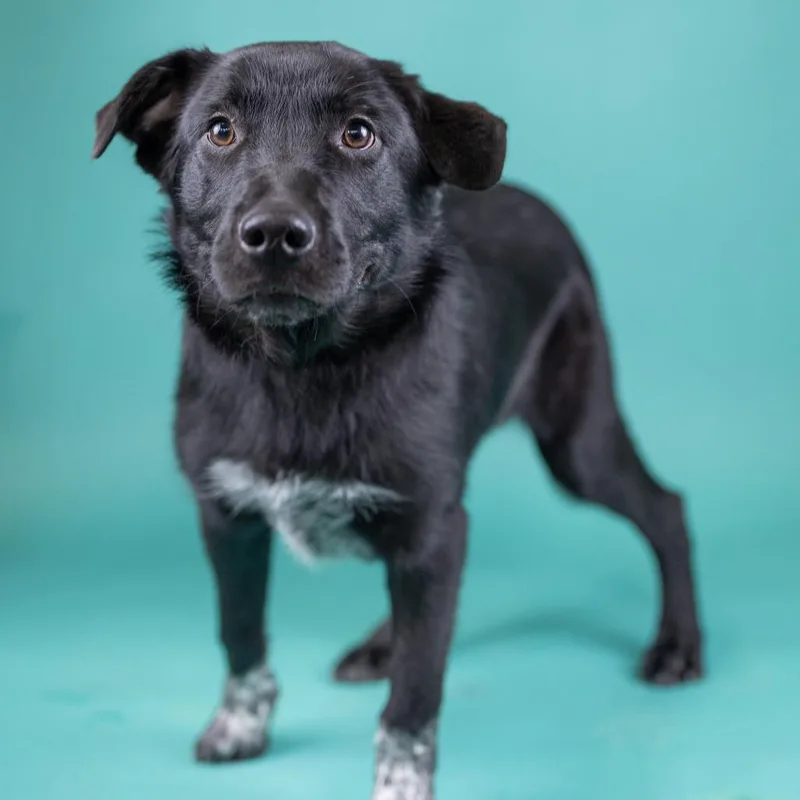 A baby medium-sized male Black Mixed Breed dog named Sue for adoption in Portland, OR