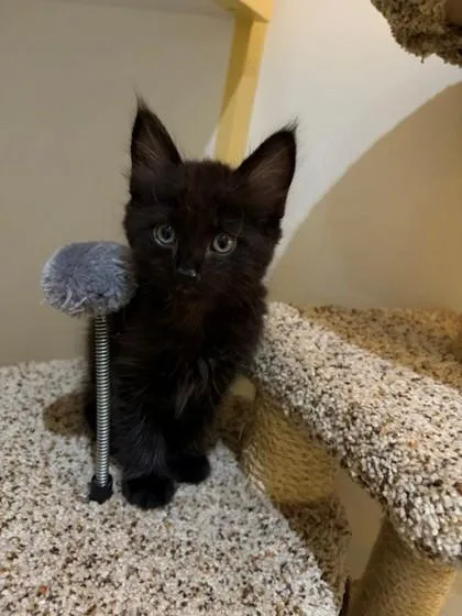 A baby small-sized male Domestic Short Hair cat named Kemeri for adoption in Bellevue, WA