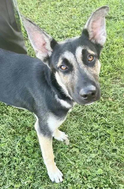 An adult medium-sized male Tricolor (Brown, Black, & White) Mixed Breed dog named Justin for adoption in Georgetown, TX