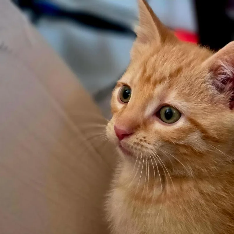 A baby small-sized male Tabby (Orange / Red) Domestic Medium Hair cat named Comet for adoption in Lorain, OH
