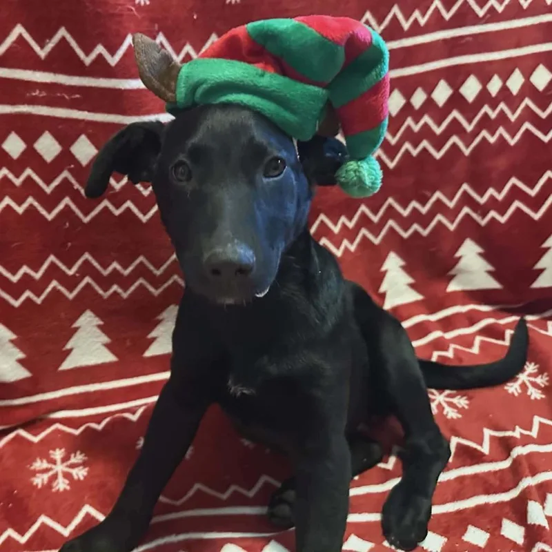 Chiquita thumbnail 2