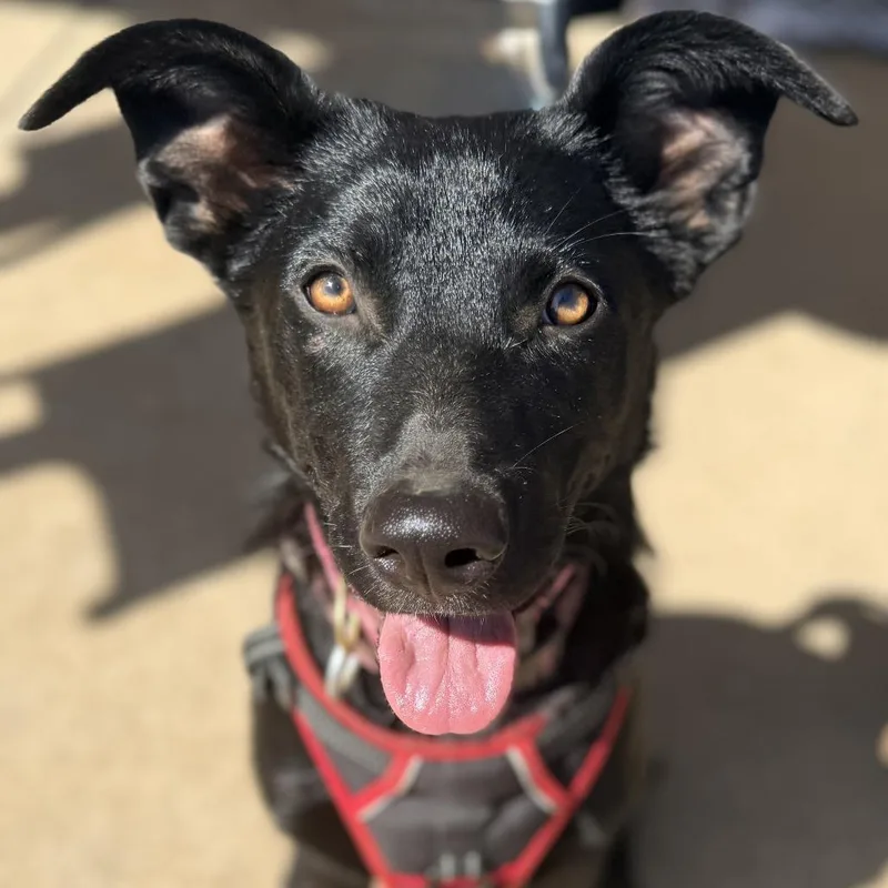 Chiquita thumbnail 3