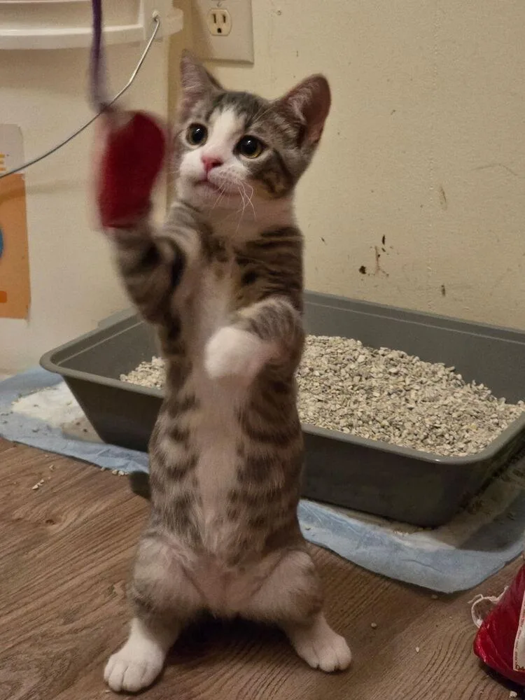 A baby small-sized male Black & White / Tuxedo Domestic Short Hair cat named W Skye for adoption in Southbury, CT