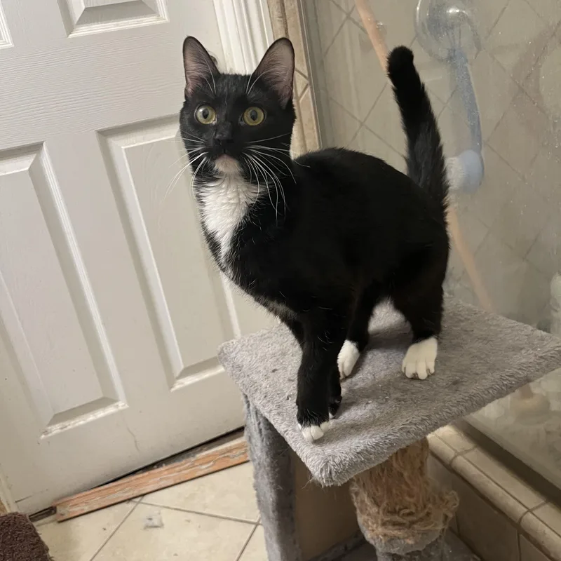 Malaficent thumbnail 2