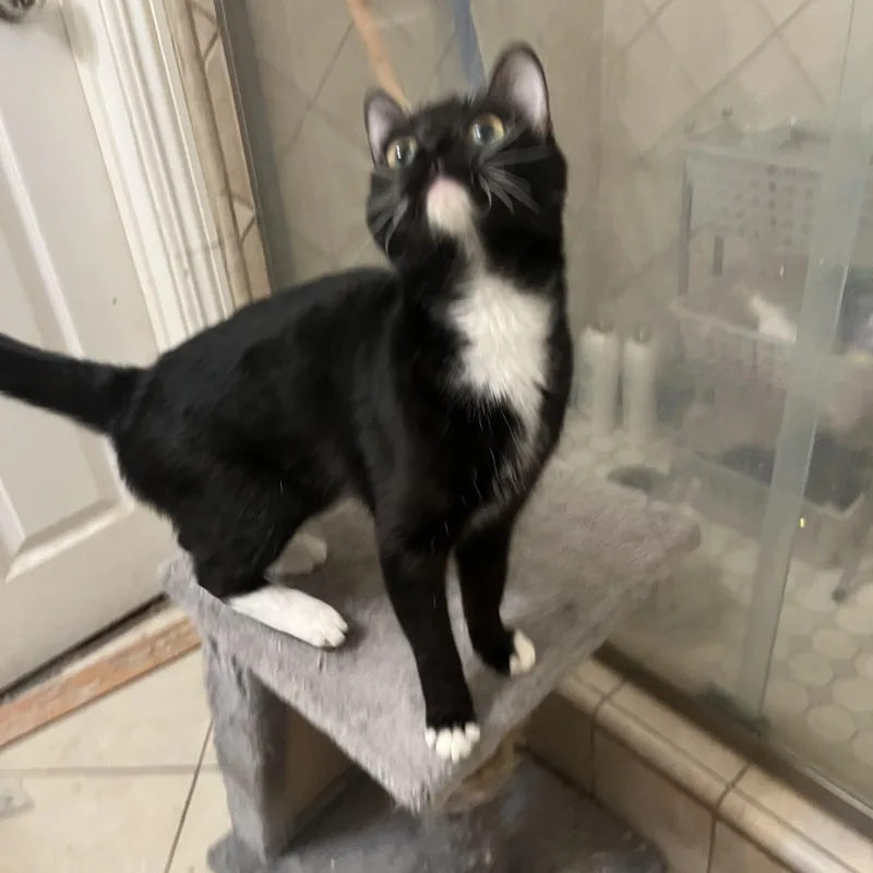 Malaficent thumbnail 3