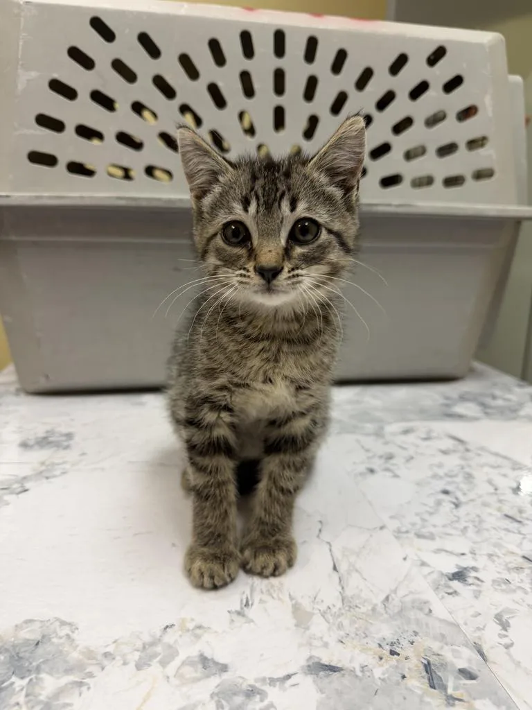A baby medium-sized male Domestic Short Hair cat named Past for adoption in Florence, SC