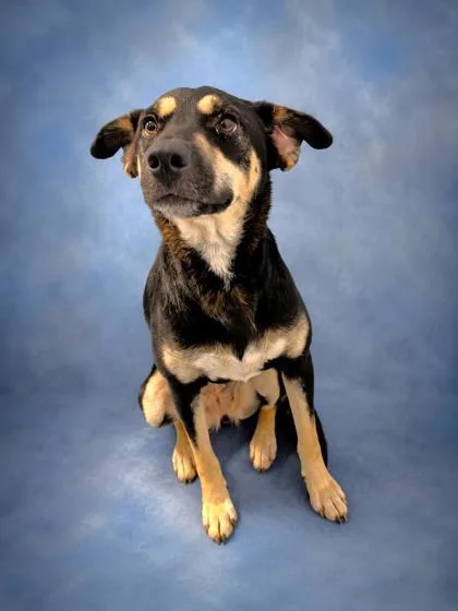 A young medium-sized female Black and Tan Coonhound dog named Jenny for adoption in Taylorsville, NC