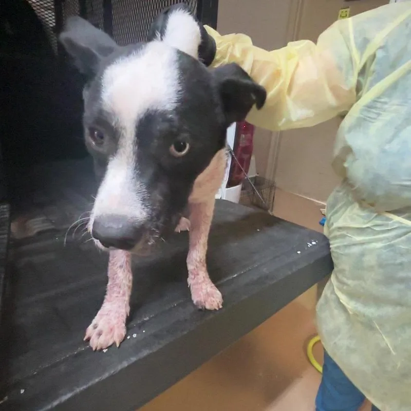 An adult small-sized male Black Mixed Breed dog named Domino for adoption in Gadsden, AL