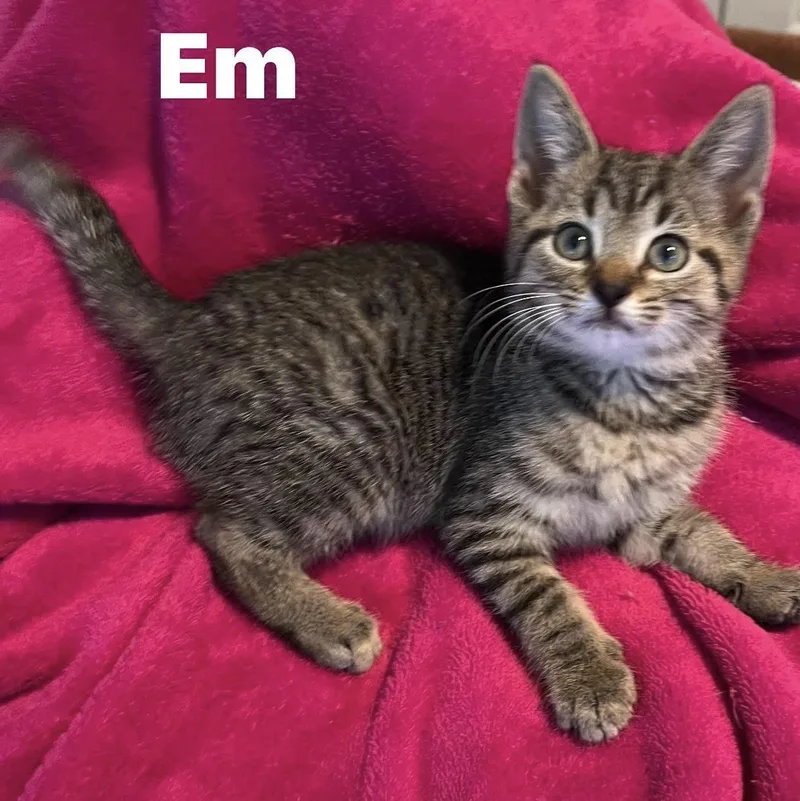 A baby medium-sized female Tabby (Brown / Chocolate) Domestic Short Hair cat named Em for adoption in Murfreesboro, TN