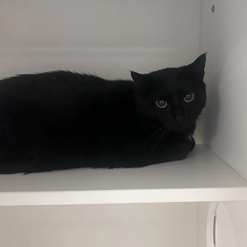 An adult extra large-sized male Black Domestic Short Hair cat named Salem for adoption in Philadelphia, PA