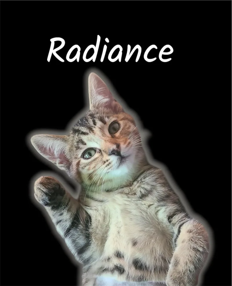 A baby small-sized female Tabby (Brown / Chocolate) Domestic Short Hair cat named Radiance for adoption in Auburn, CA