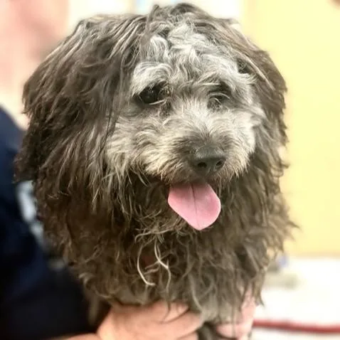 A baby medium-sized male Gray / Blue / Silver Schnoodle dog named Leo for adoption in Columbia, MD