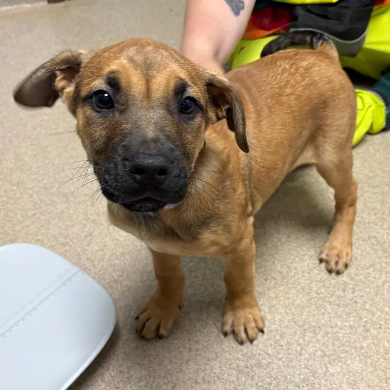 A baby small-sized male Brown / Chocolate Mixed Breed dog named Kiros for adoption in Brookfield, WI