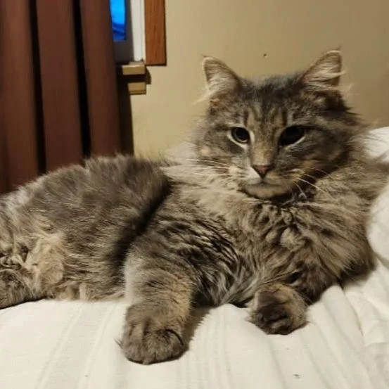 An adult large-sized male Gray / Blue / Silver Domestic Long Hair cat named Biscuit for adoption in PITTSBURGH, PA