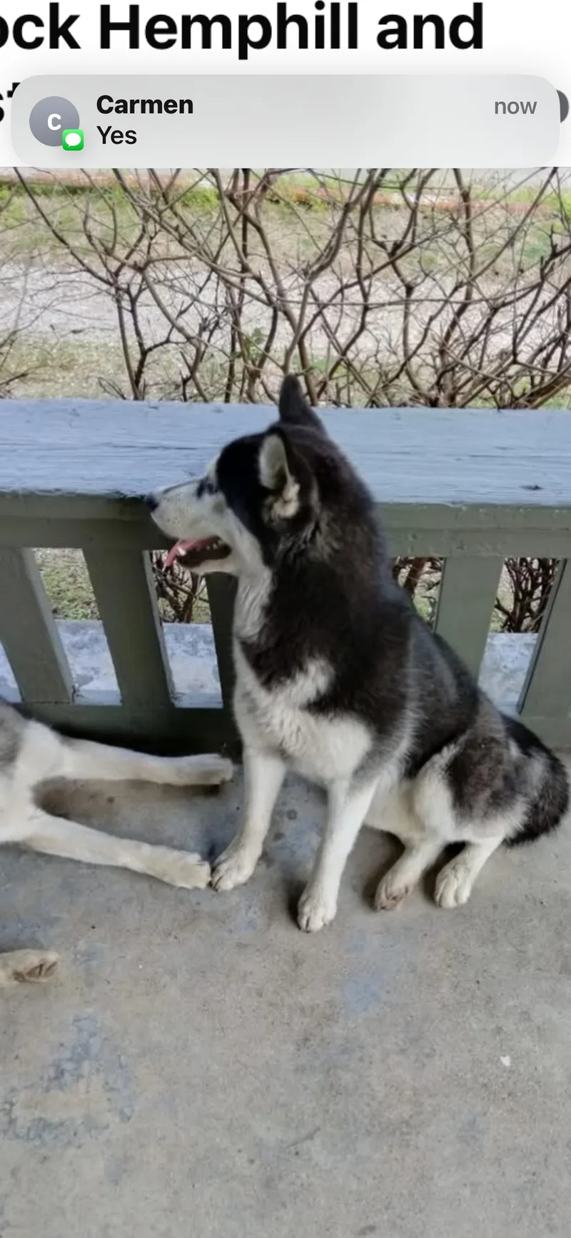 A young medium-sized female Husky dog named Andy for adoption in Haslet, TX