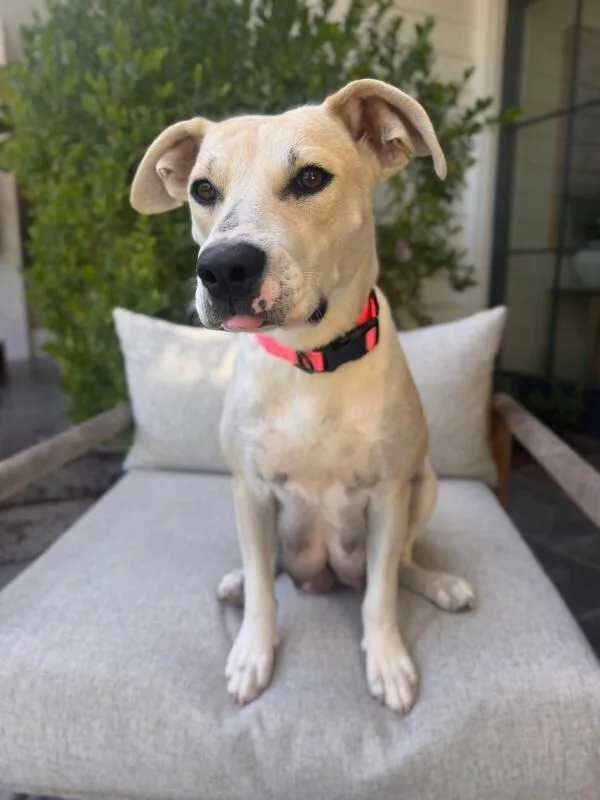 An adult medium-sized female Yellow / Tan / Blond / Fawn Mixed Breed dog named June for adoption in Manhattan Beach, CA