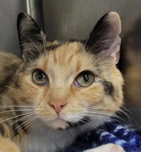 Tiki