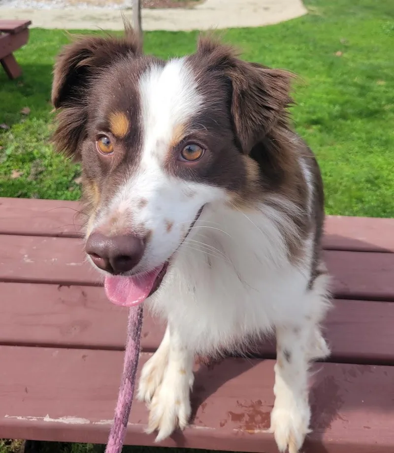 A young medium-sized male Australian Shepherd dog named Opal for adoption in Lisbon, OH