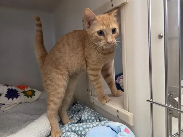 A baby medium-sized male Domestic Short Hair cat named Buster for adoption in Salinas, CA
