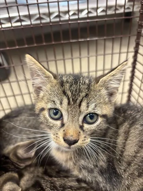A baby small-sized female Domestic Short Hair cat named Gretal for adoption in Fort Lauderdale, FL