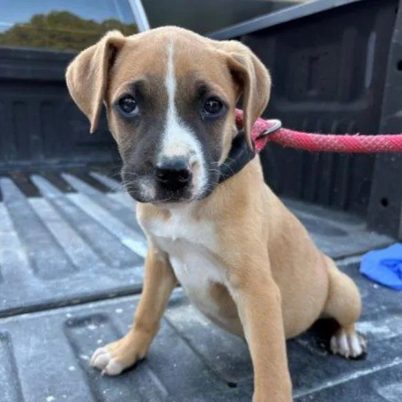 A baby small-sized female Yellow / Tan / Blond / Fawn Mixed Breed dog named Luna for adoption in Briarcliff Manor, NY