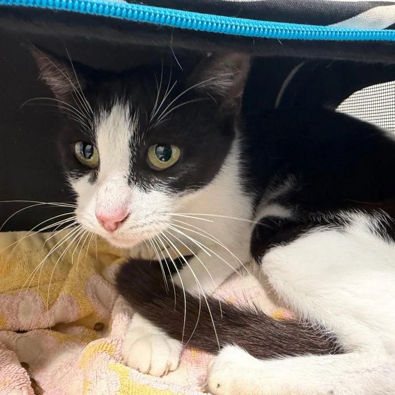 A young medium-sized female Black Domestic Short Hair cat named Georgia for adoption in Tampa, FL