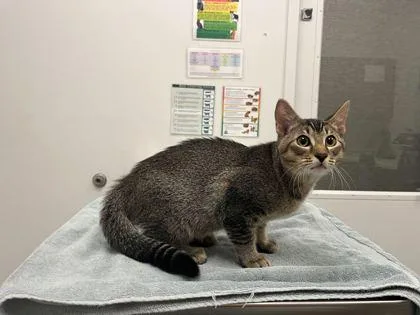 A baby medium-sized male Brown / Chocolate Domestic Short Hair cat named Brown Butter Cookies for adoption in Kansas City, MO
