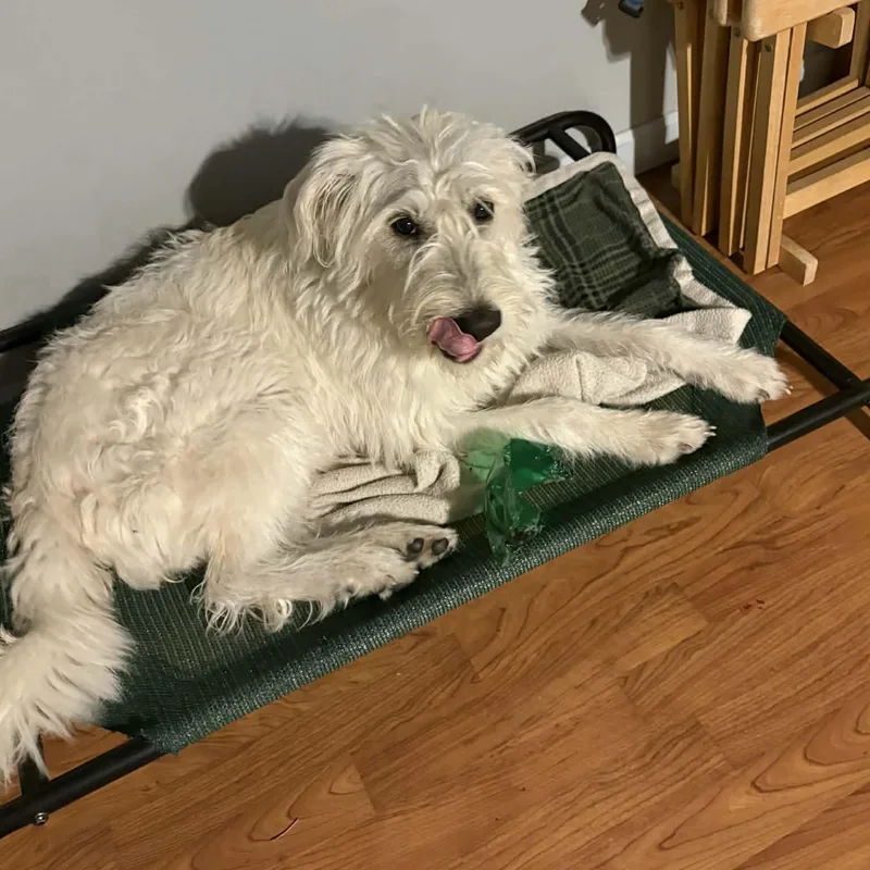 Princess Lolly thumbnail 4