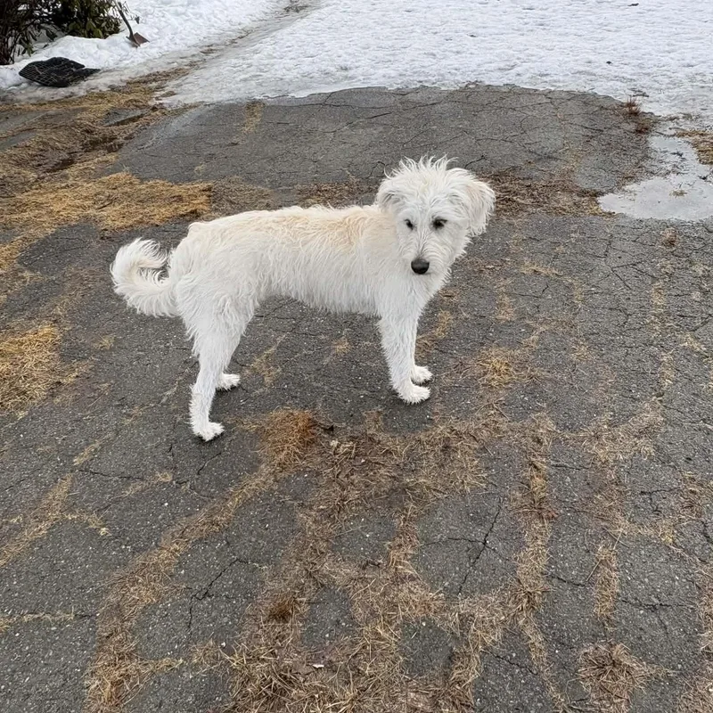 Princess Lolly thumbnail 5