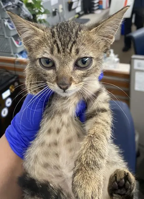A baby medium-sized female Domestic Short Hair cat named Samantha for adoption in Dallas, TX