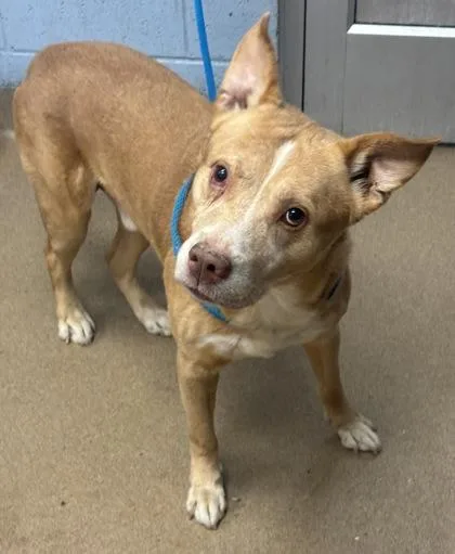 A senior large-sized male Mixed Breed dog named Recycle for adoption in Chamblee, GA