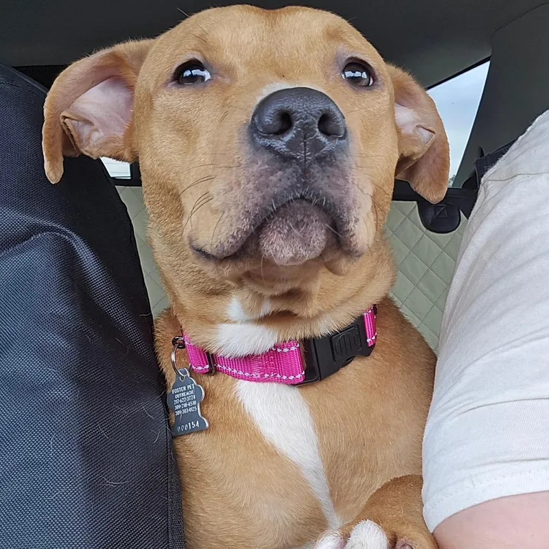 A young medium-sized female Mixed Breed dog named Honey for adoption in Edwards, IL