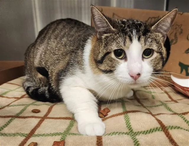 A young small-sized male Domestic Short Hair cat named Reggie for adoption in St. Louis, MO