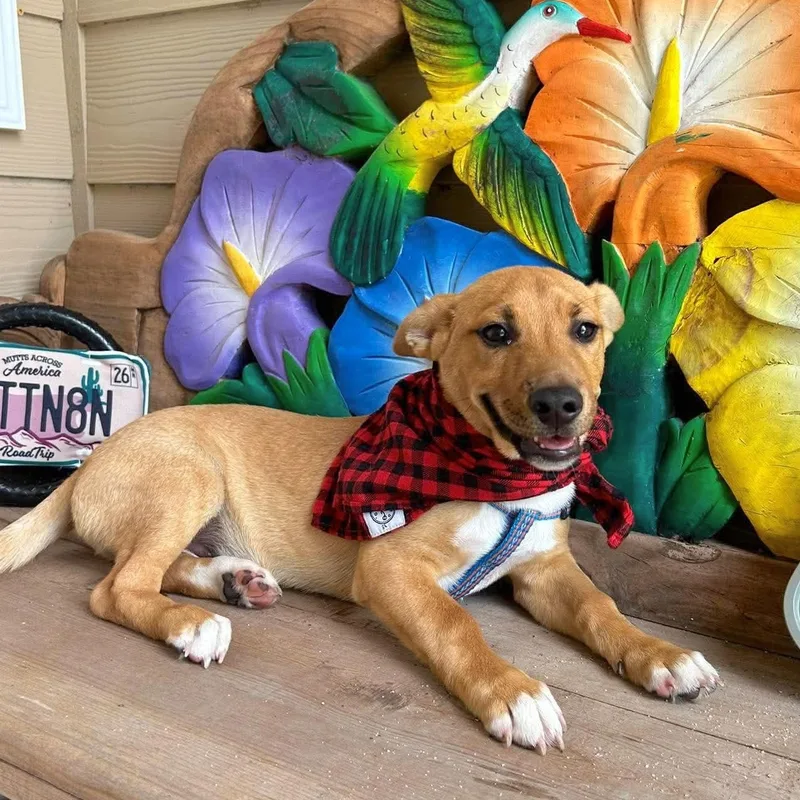 A baby medium-sized male Golden Shepherd dog named Jager for adoption in Corpus Christi, TX