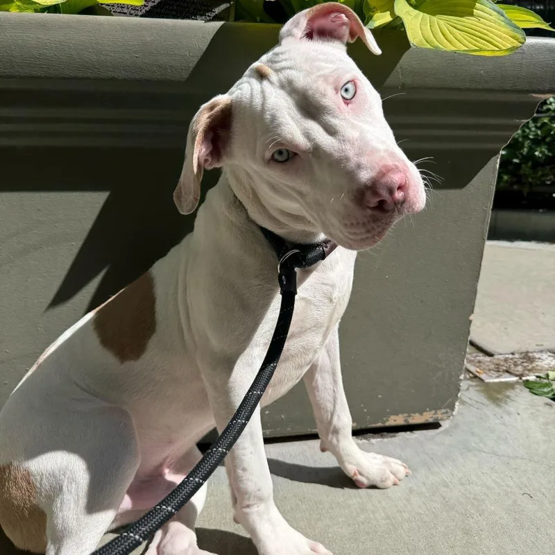 A young medium-sized male White / Cream Pit Bull Terrier dog named Pepsi for adoption in Chicago, IL