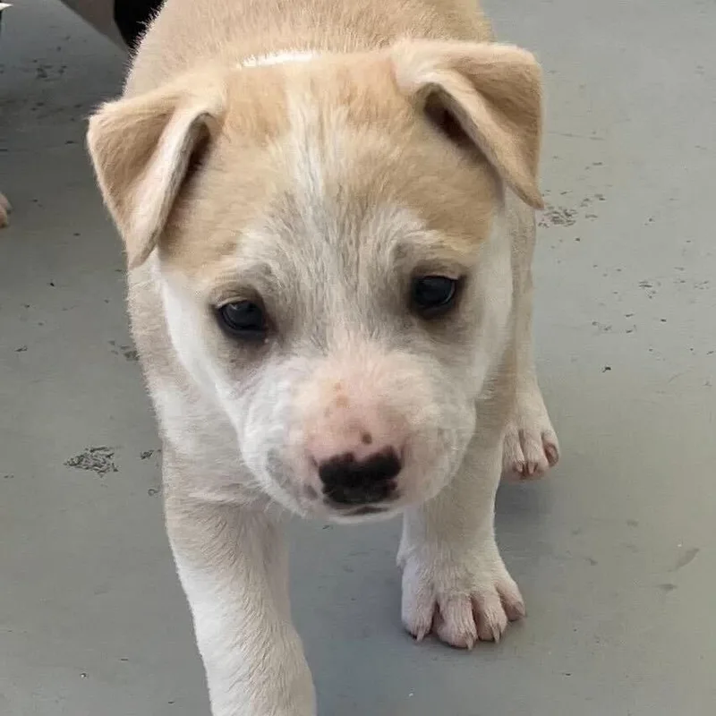 A baby medium-sized male White / Cream Mixed Breed dog named Harold for adoption in San Francisco, CA