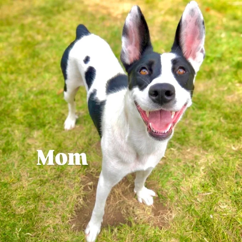 A baby medium-sized female White / Cream Border Collie dog named Fern for adoption in Point Richmond, CA