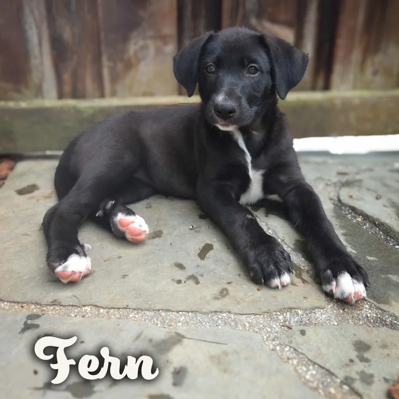 Fern thumbnail 2