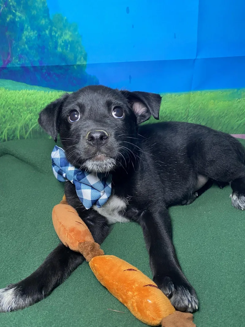A baby medium-sized male Labrador Retriever dog named Luca for adoption in Barnhart, MO