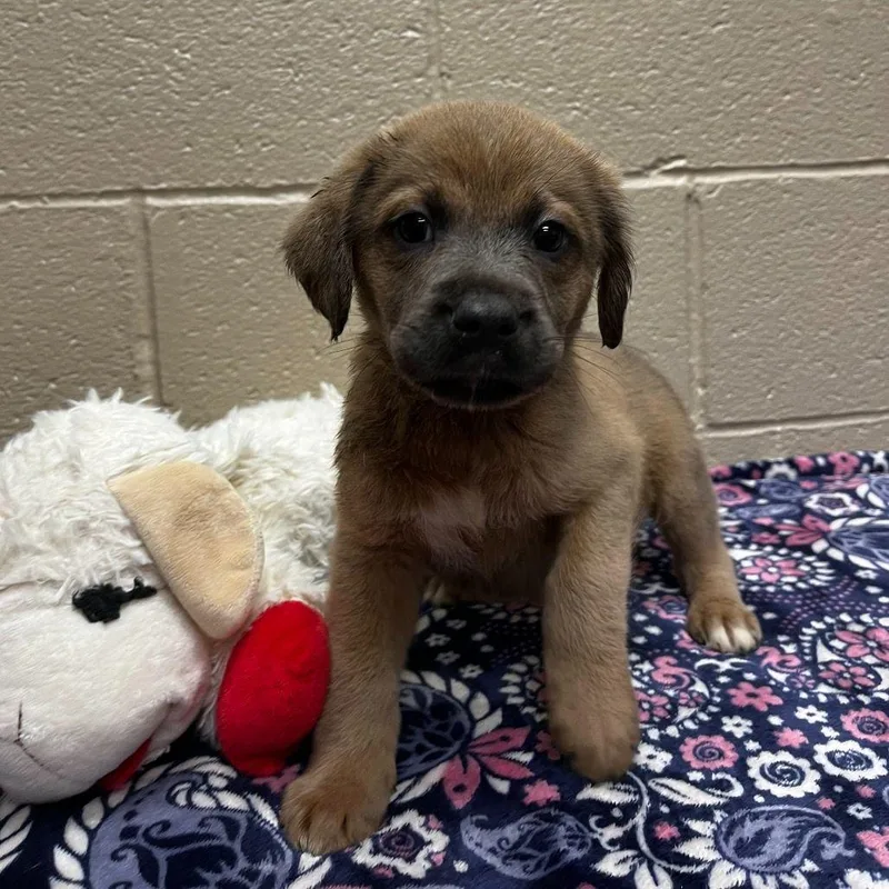 A baby medium-sized male Shepherd dog named Grizzly for adoption in Avon, CT