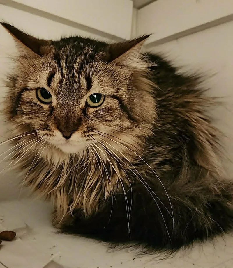 A young medium-sized female Tabby (Brown / Chocolate) Maine Coon cat named Bobo for adoption in San Jose, CA