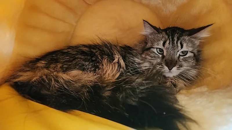 Bobo thumbnail 3