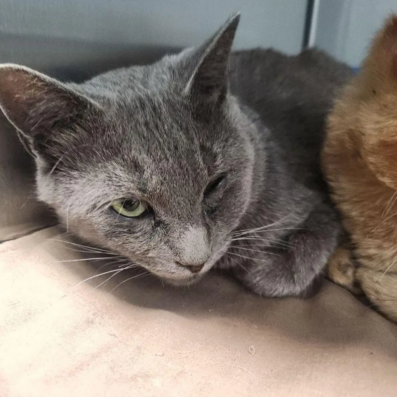 An adult medium-sized male Gray / Blue / Silver Domestic Short Hair cat named Leo for adoption in Kingman, AZ