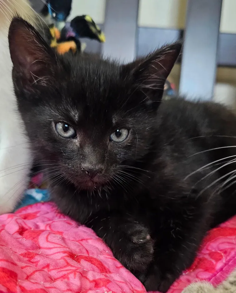 A baby small-sized female Black & White / Tuxedo Domestic Short Hair cat named Kit for adoption in Pittsburgh, PA