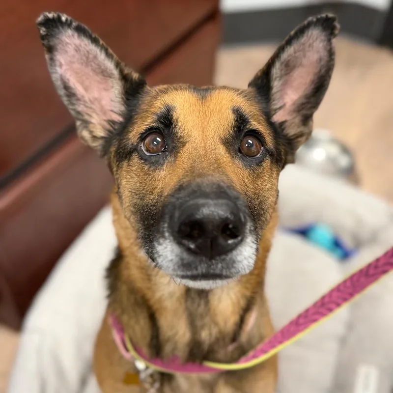 Nova