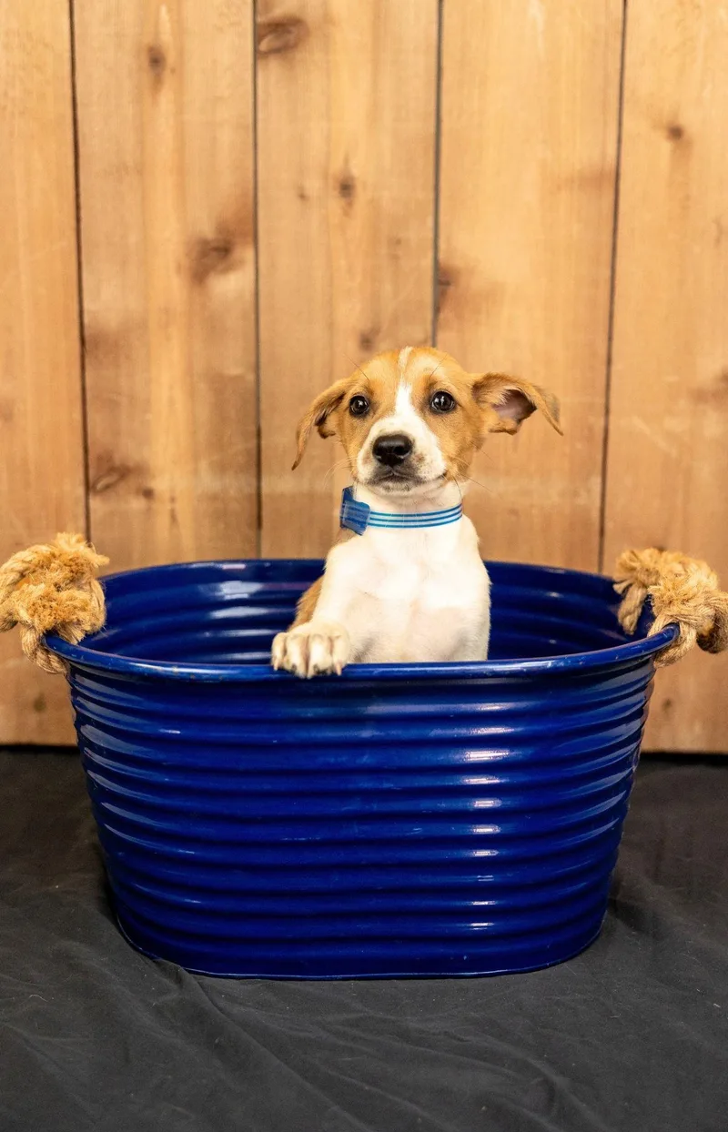 A baby medium-sized male Shepherd dog named 699-26 for adoption in Brighton, CO