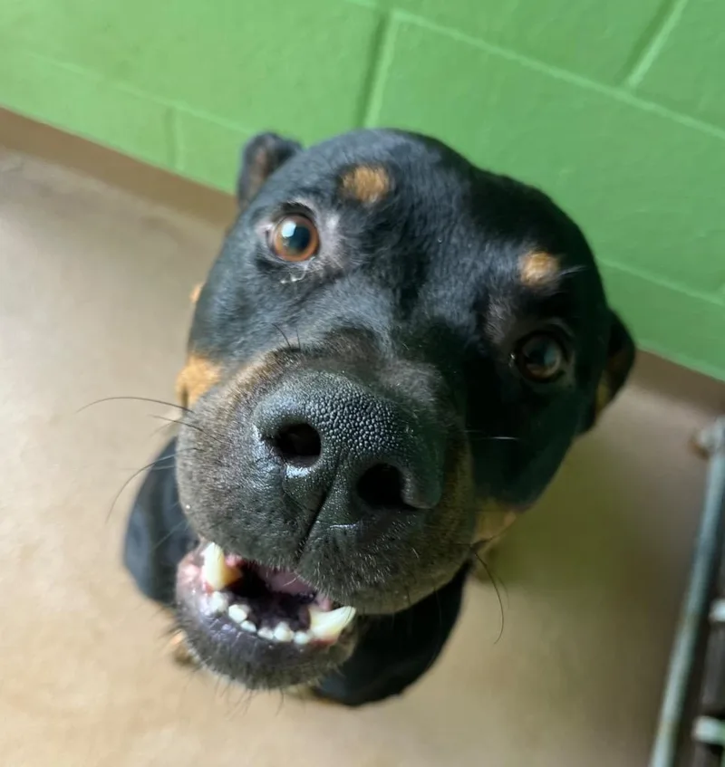 A young large-sized male Rottweiler dog named Rolf for adoption in Nacogdoches, TX