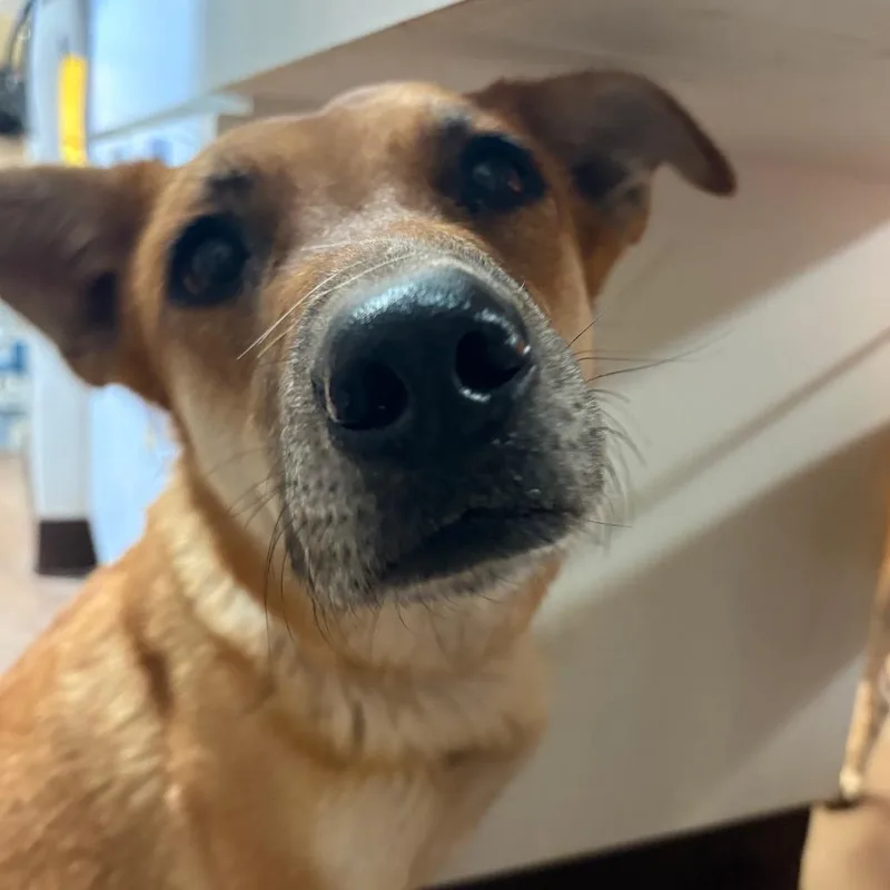 An adult medium-sized female Belgian Shepherd / Malinois dog named Baby for adoption in Flagstaff, AZ