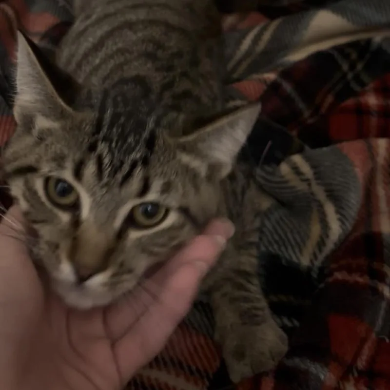 A baby medium-sized male Gray / Blue / Silver Domestic Short Hair cat named Georgie Cotter for adoption in Eagle Mountain, UT