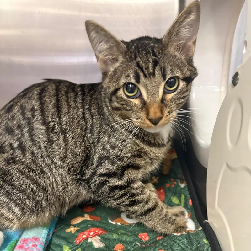 A baby medium-sized male Brown / Chocolate Domestic Short Hair cat named Lane for adoption in Spokane, WA